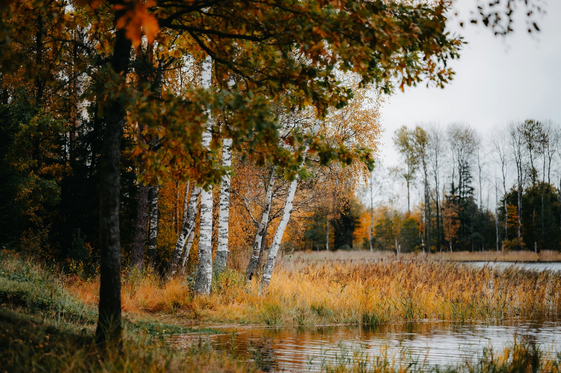 Birch trees and golden reeds along the water