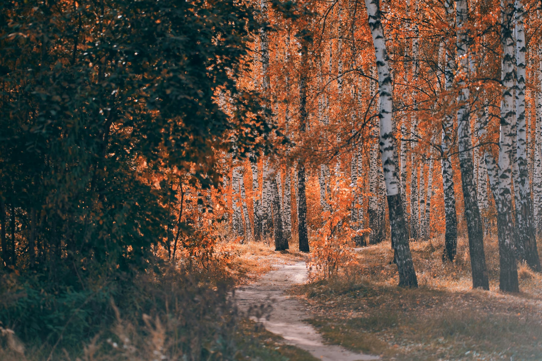 A winding footpath through autumn birches