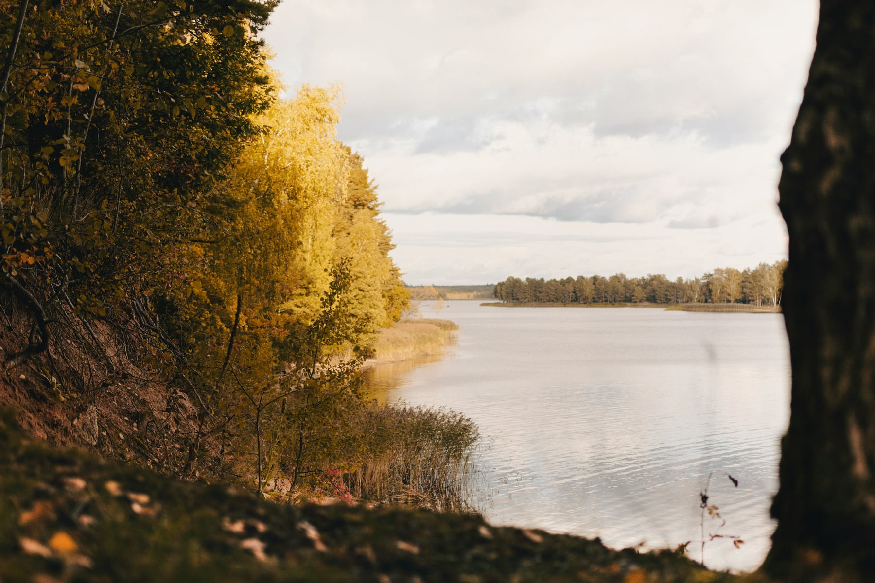 An open lake framed by golden autumn trees
