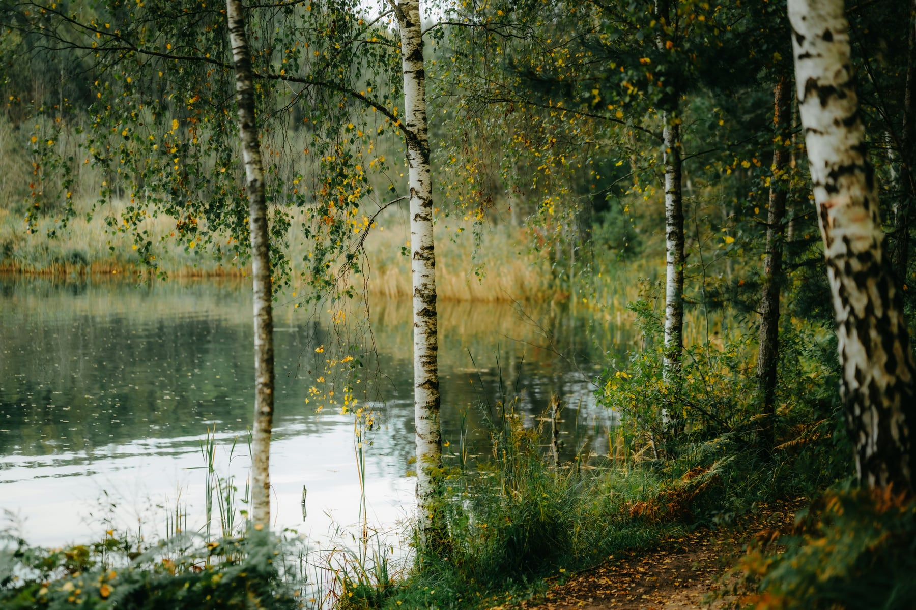 Birches and overhanging leaves beside still water
